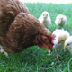 Image for article titled Farmers Stumbled on Genetics That Stop Chickens Loving Their Offspring